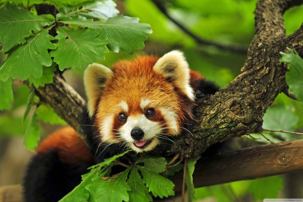 Le panda roux, un animal en voie de disparition