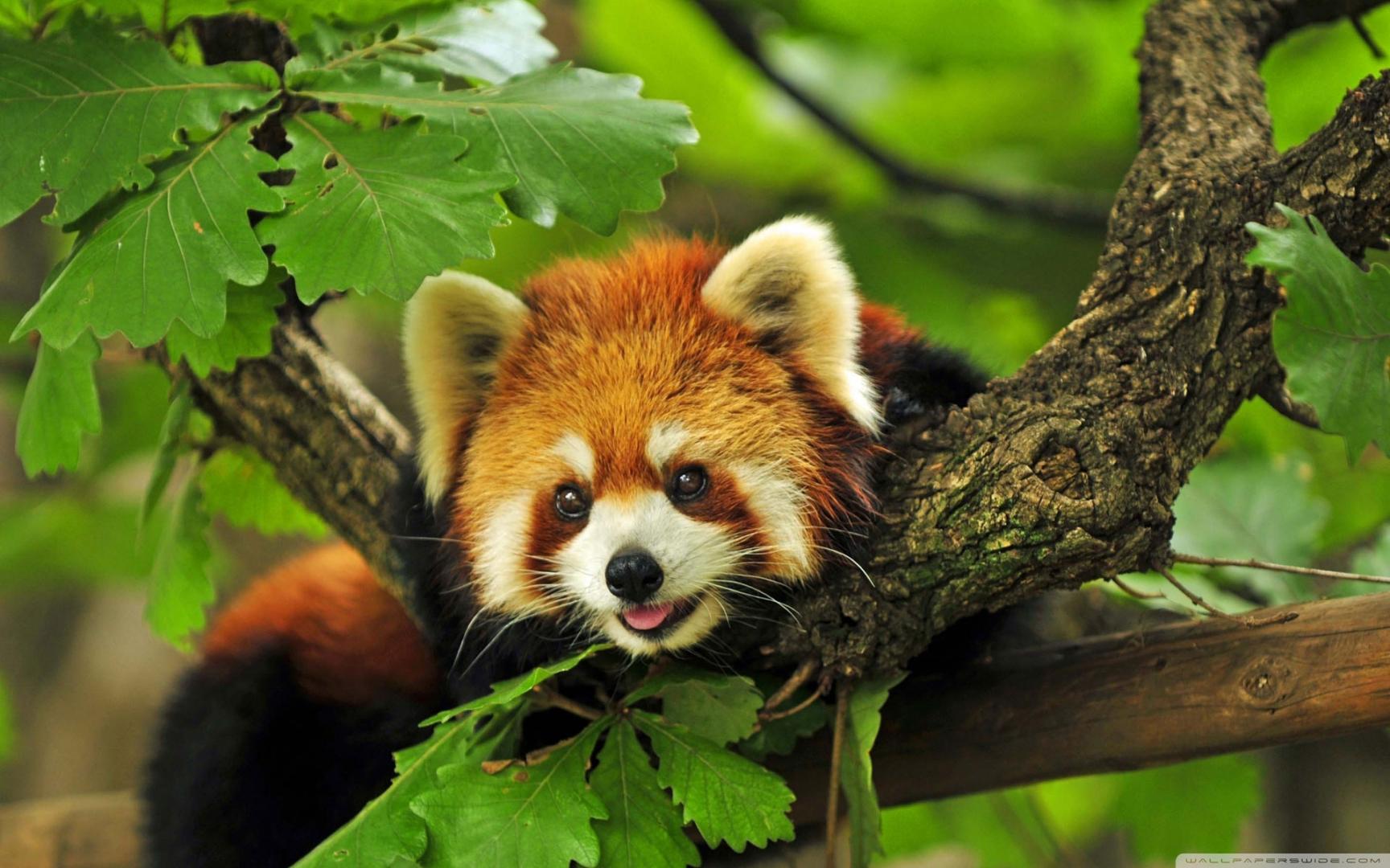Le panda roux, un animal en voie de disparition